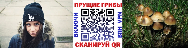 где продают наркотики Кызыл Галлюциногенные грибы Cubensis